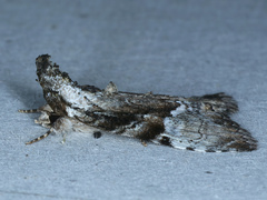 Alophosoma emmelopis
