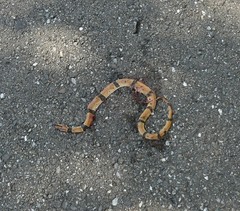 Oreocryptophis porphyraceus