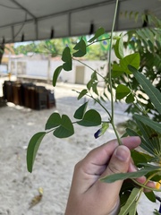 Clitoria ternatea ternatea