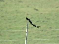 Euplectes progne progne