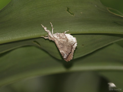 Masca abactalis