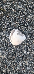 Mollusca