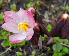 Podophyllum hexandrum