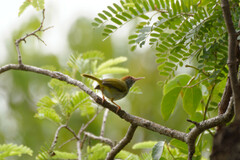 Orthotomus atrogularis