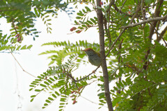 Orthotomus atrogularis