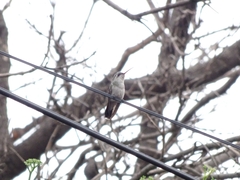 Cynanthus latirostris