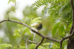 Orthotomus atrogularis