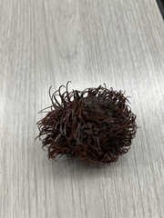 Nephelium