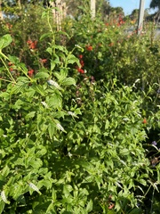 Heliotropium angiospermum