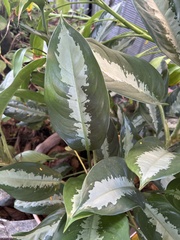 Ficus elastica