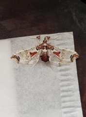 Neoleucinodes elegantalis