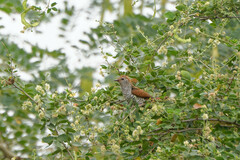 Chrysococcyx xanthorhynchus