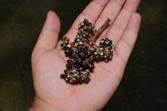 Tetradium ruticarpum