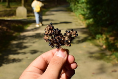 Tetradium ruticarpum