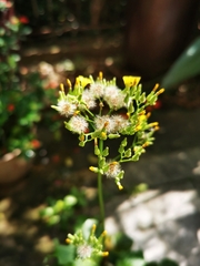 Youngia japonica