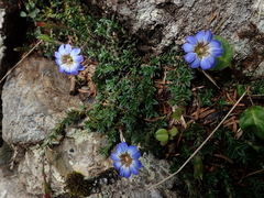 Gentiana arisanensis