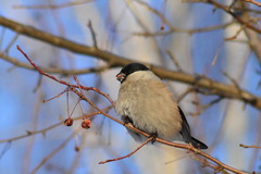 Pyrrhula pyrrhula cineracea
