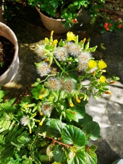 Youngia japonica