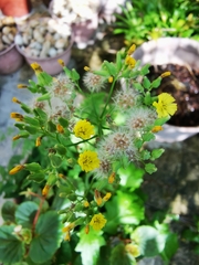 Youngia japonica