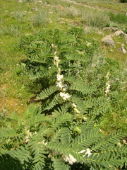 Astragalus sieversianus