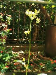 Youngia japonica