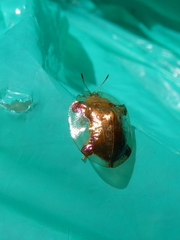 Aspidimorpha quadriremis