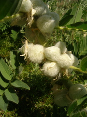 Astragalus sieversianus