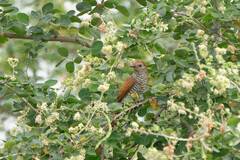 Chrysococcyx xanthorhynchus