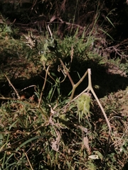 Datura quercifolia