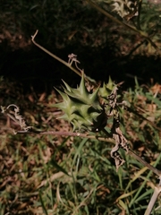 Datura quercifolia