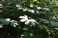 Kalopanax septemlobus