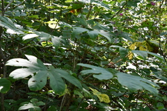 Kalopanax septemlobus