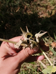 Datura quercifolia