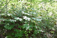 Kalopanax septemlobus