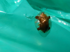 Aspidimorpha quadriremis