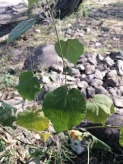 Wissadula amplissima