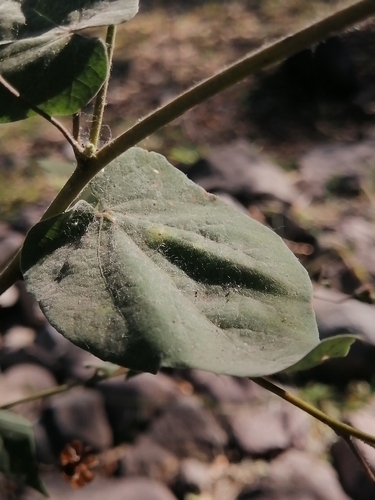 Image of Wissadula amplissima by (c) Erick Vélez Sánchez, some rights reserved (CC BY)