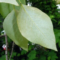 Populus trichocarpa