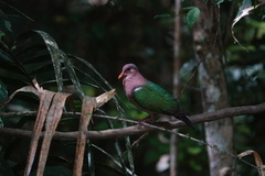 Chalcophaps longirostris