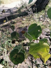 Wissadula amplissima