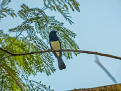 Copsychus mindanensis
