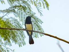 Copsychus mindanensis