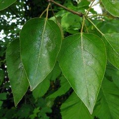 Populus trichocarpa