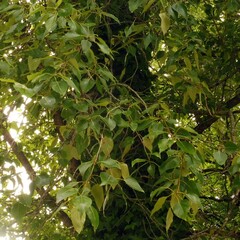 Populus trichocarpa