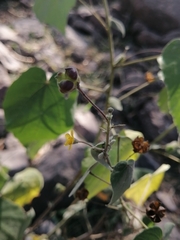 Wissadula amplissima