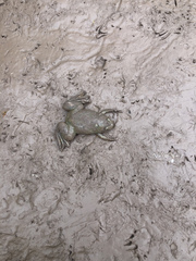 Xenopus laevis