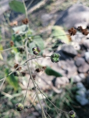 Wissadula amplissima