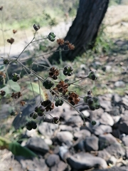 Wissadula amplissima