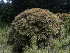 Rhododendron hyperythrum