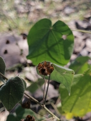 Wissadula amplissima